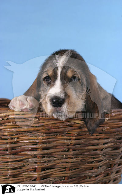 Grand Basset Griffon Vendeen Welpe im Krbchen / puppy in the basket / RR-03841