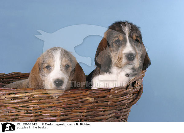 Grand Basset Griffon Vendeen Welpen im Krbchen / puppies in the basket / RR-03842