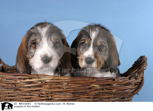 Grand Basset Griffon Vendeen Welpen im Krbchen / puppies in the basket / RR-03843