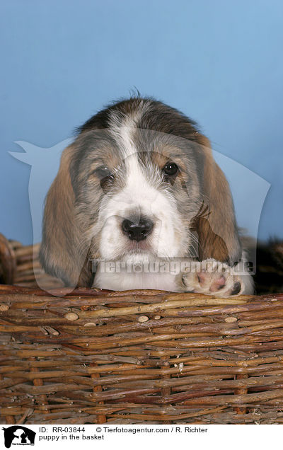 Grand Basset Griffon Vendeen Welpe im Krbchen / puppy in the basket / RR-03844