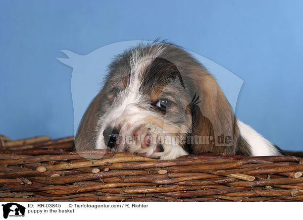 puppy in the basket / RR-03845