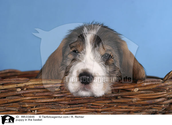 Grand Basset Griffon Vendeen Welpe im Krbchen / puppy in the basket / RR-03846