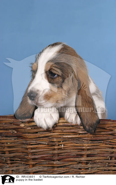 Grand Basset Griffon Vendeen Welpe im Krbchen / puppy in the basket / RR-03851