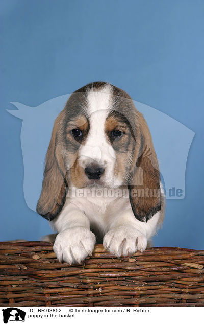 Grand Basset Griffon Vendeen Welpe im Krbchen / puppy in the basket / RR-03852