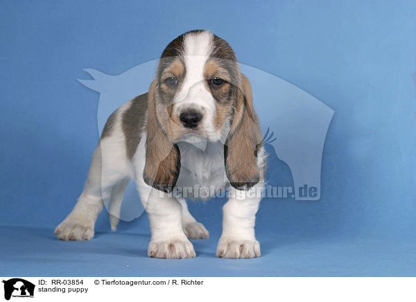 stehender Grand Basset Griffon Vendeen Welpe / standing puppy / RR-03854