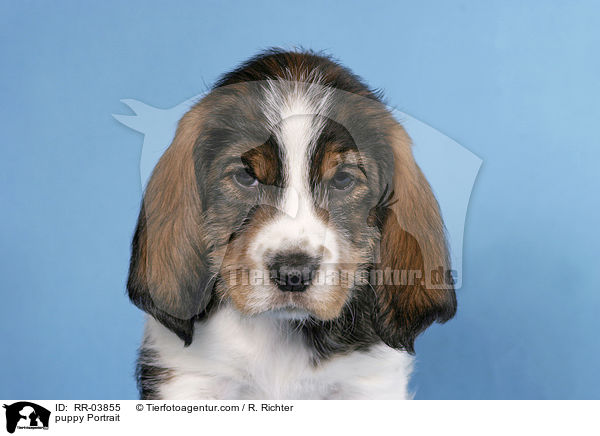 Grand Basset Griffon Vendeen Welpe / puppy Portrait / RR-03855