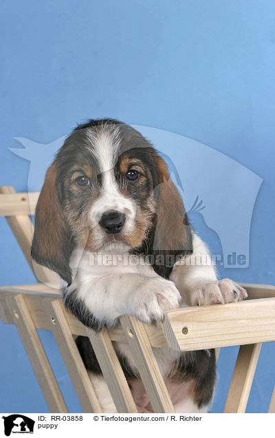 Grand Basset Griffon Vendeen Welpe / puppy / RR-03858