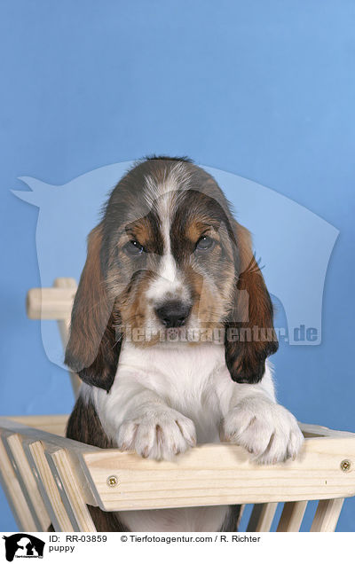 Grand Basset Griffon Vendeen Welpe / puppy / RR-03859