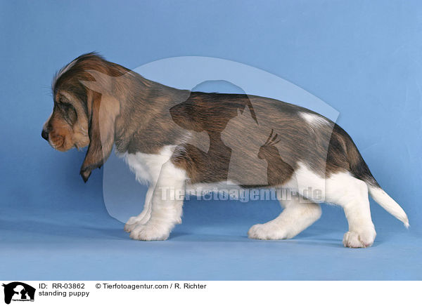 stehender Grand Basset Griffon Vendeen Welpe / standing puppy / RR-03862
