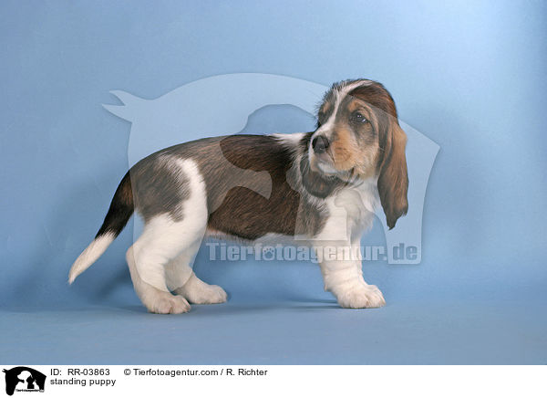 stehender Grand Basset Griffon Vendeen Welpe / standing puppy / RR-03863