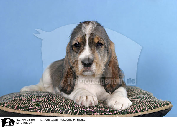 Grand Basset Griffon Vendeen Welpe auf Kissen / lying puppy / RR-03866