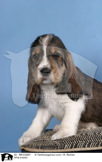 Grand Basset Griffon Vendeen Welpe auf Kissen / lying puppy / RR-03867