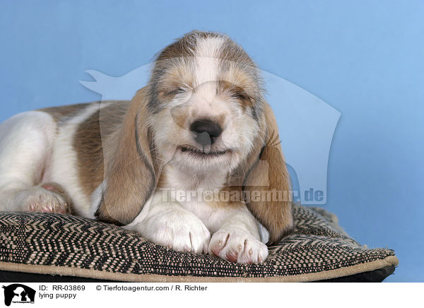 Grand Basset Griffon Vendeen Welpe auf Kissen / lying puppy / RR-03869
