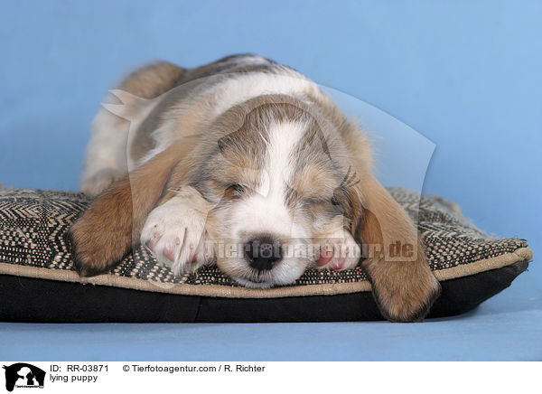 Grand Basset Griffon Vendeen Welpe auf Kissen / lying puppy / RR-03871