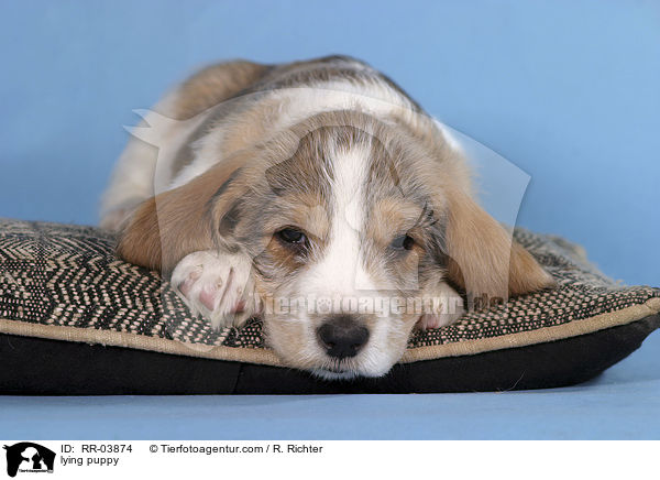 Grand Basset Griffon Vendeen Welpe auf Kissen / lying puppy / RR-03874