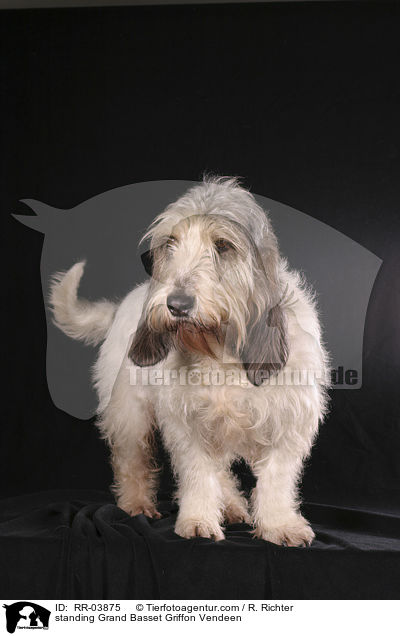 standing Grand Basset Griffon Vendeen / RR-03875