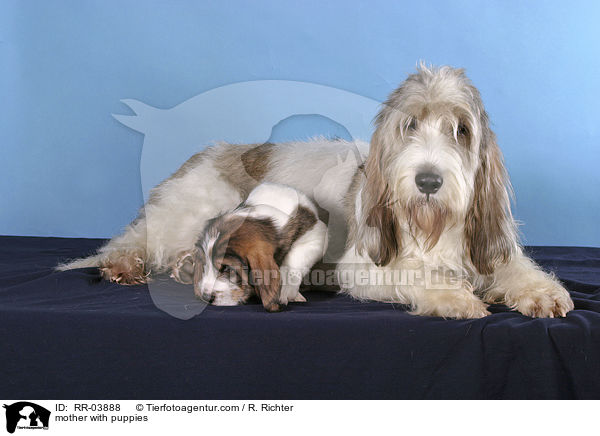Hundemutter mit Welpen / mother with puppies / RR-03888