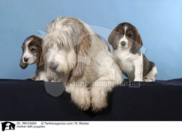 Hundemutter mit Welpen / mother with puppies / RR-03894