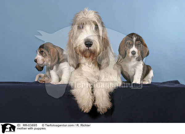 Hundemutter mit Welpen / mother with puppies / RR-03895