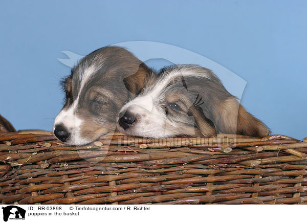 Grand Basset Griffon Vendeen Welpen im Krbchen / puppies in the basket / RR-03898