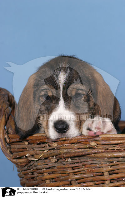 Grand Basset Griffon Vendeen Welpen im Krbchen / puppies in the basket / RR-03899