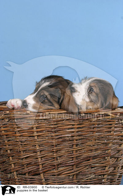 puppies in the basket / RR-03900