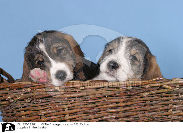 Grand Basset Griffon Vendeen Welpen im Krbchen / puppies in the basket / RR-03901