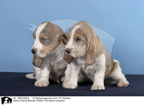 sitzende Grand Basset Griffon Vendeen Welpen / sitting Grand Basset Griffon Vendeen puppies / RR-03904