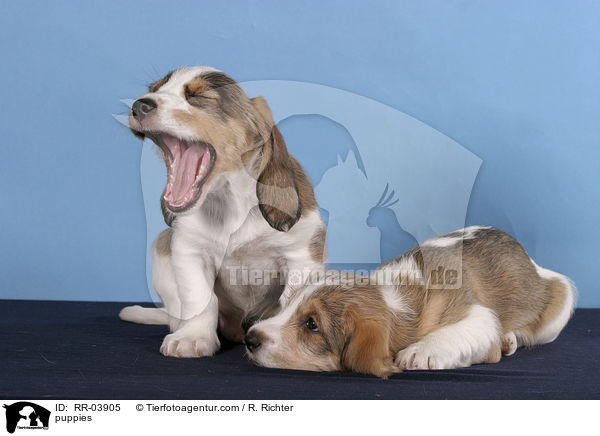 Grand Basset Griffon Vendeen Welpen / puppies / RR-03905