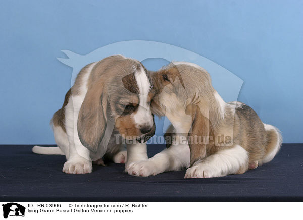 lying Grand Basset Griffon Vendeen puppies / RR-03906