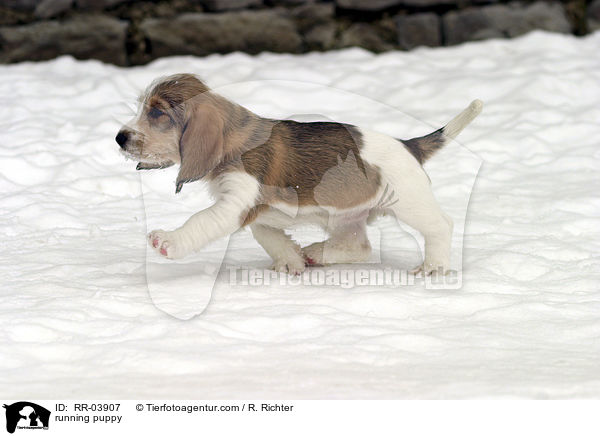 rennender Grand Basset Griffon Vendeen Welpe / running puppy / RR-03907