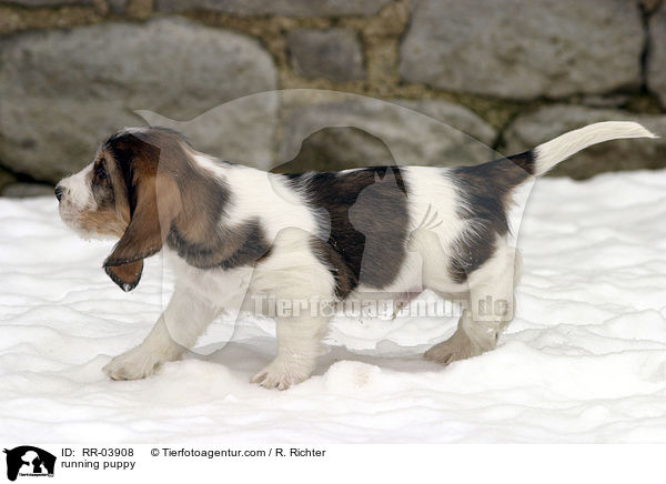 rennender Grand Basset Griffon Vendeen Welpe / running puppy / RR-03908