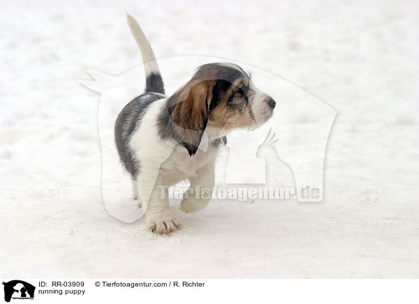 rennender Grand Basset Griffon Vendeen Welpe / running puppy / RR-03909