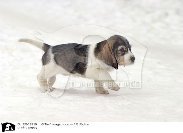 rennender Grand Basset Griffon Vendeen Welpe / running puppy / RR-03910