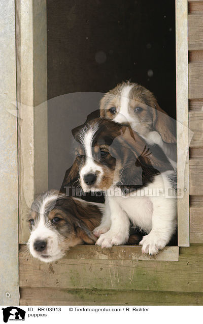 Grand Basset Griffon Vendeen Welpen / puppies / RR-03913