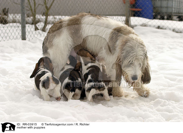 Hundemutter mit Welpen / mother with puppies / RR-03915