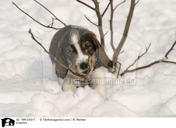 Grand Basset Griffon Vendeen Welpen / puppies / RR-03917