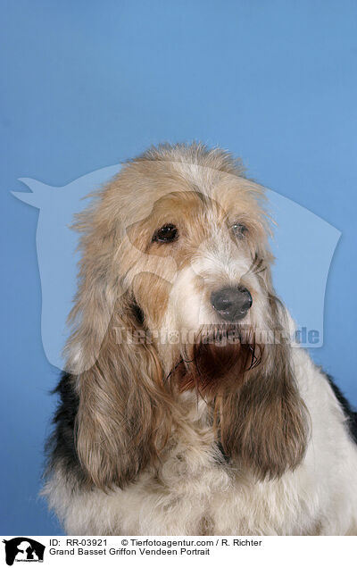 Grand Basset Griffon Vendeen Portrait / RR-03921