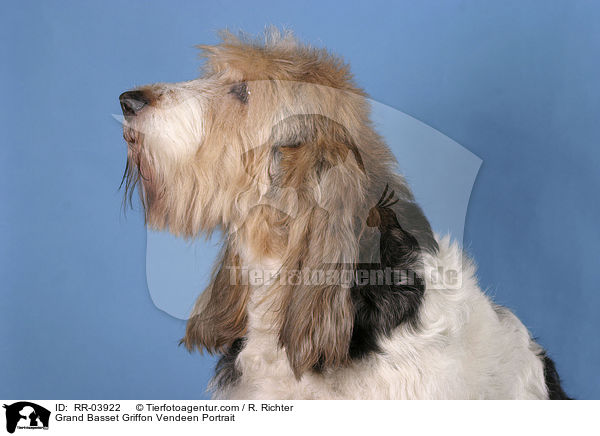 Grand Basset Griffon Vendeen Portrait / RR-03922