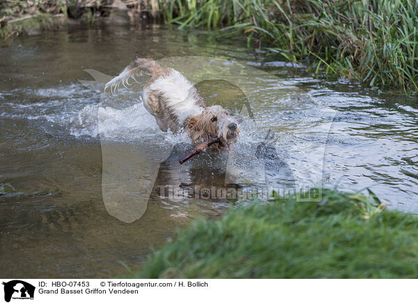 Grand Basset Griffon Vendeen / Grand Basset Griffon Vendeen / HBO-07453