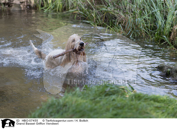 Grand Basset Griffon Vendeen / Grand Basset Griffon Vendeen / HBO-07455