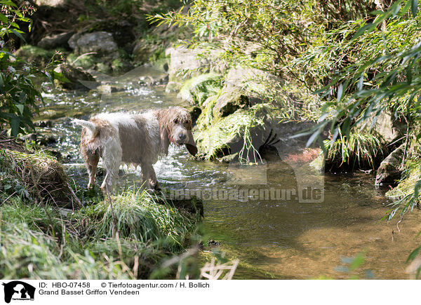 Grand Basset Griffon Vendeen / Grand Basset Griffon Vendeen / HBO-07458