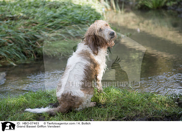 Grand Basset Griffon Vendeen / Grand Basset Griffon Vendeen / HBO-07463