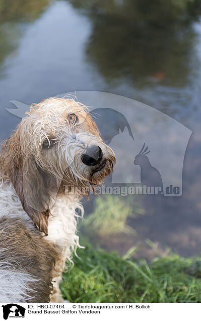 Grand Basset Griffon Vendeen / Grand Basset Griffon Vendeen / HBO-07464