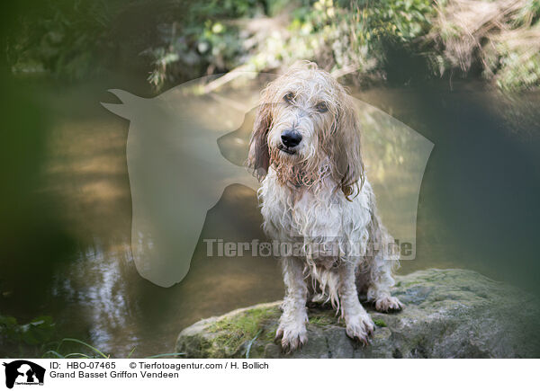 Grand Basset Griffon Vendeen / Grand Basset Griffon Vendeen / HBO-07465