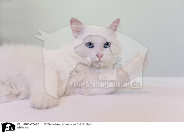 weie Katze / white cat / HBO-07473