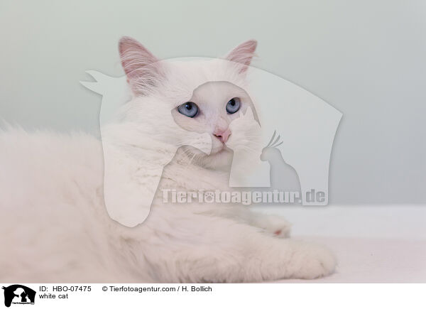 weie Katze / white cat / HBO-07475