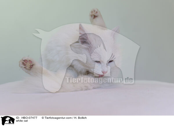 weie Katze / white cat / HBO-07477