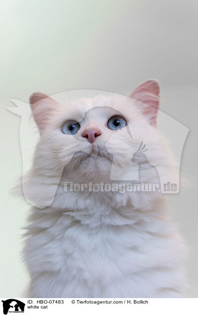 weie Katze / white cat / HBO-07483