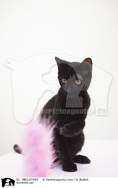 Hauskatze / domestic cat / HBO-07485